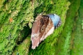 MORPHIDAE, Morpho peleides